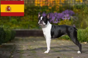 Lees meer over het artikel Boston Terrier fokkers en pups in Spanje