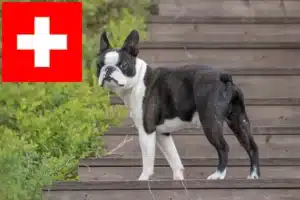 Lees meer over het artikel Boston Terrier fokkers en pups in Zwitserland