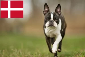 Lees meer over het artikel Boston Terrier fokkers en pups in Denemarken