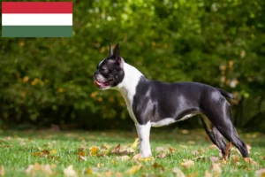 Lees meer over het artikel Boston Terrier fokkers en pups in Hongarije