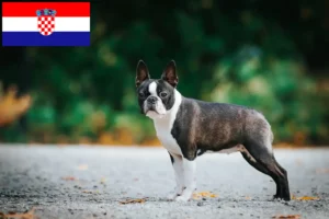 Lees meer over het artikel Boston Terrier fokkers en pups in Kroatië