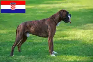 Lees meer over het artikel Boxer fokkers en puppy’s in Kroatië