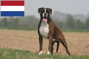 Lees meer over het artikel Boxer fokkers en puppies in Nederland