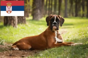 Lees meer over het artikel Boxer fokkers en puppies in Servië