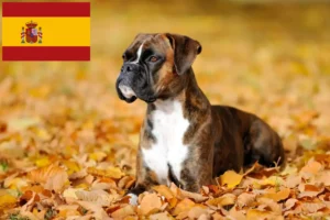 Lees meer over het artikel Boxer fokkers en puppies in Spanje