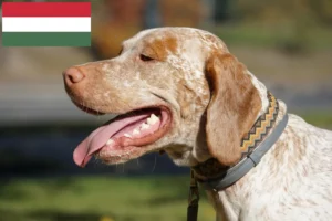 Lees meer over het artikel Braque du Bourbonnais fokkers en pups in Hongarije