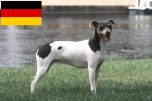 Lees meer over het artikel Braziliaanse Terrier fokkers en puppies in Duitsland