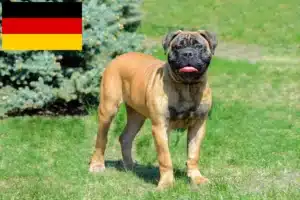 Lees meer over het artikel Bullmastiff fokkers en pups in Duitsland