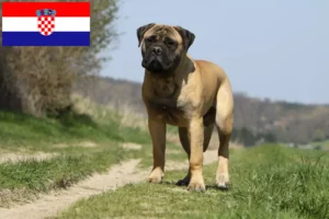 Lees meer over het artikel Bullmastiff fokkers en pups in Kroatië