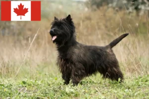 Lees meer over het artikel Cairn Terrier Fokkers en Puppies in Canada