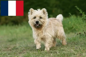 Lees meer over het artikel Cairn Terrier fokkers en puppies in Frankrijk