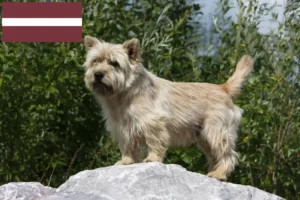 Lees meer over het artikel Cairn Terrier fokkers en pups in Letland