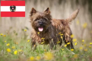 Lees meer over het artikel Cairn Terrier fokkers en pups in Oostenrijk