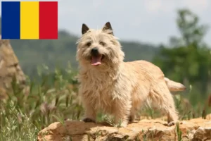 Lees meer over het artikel Cairn Terrier fokkers en pups in Roemenië