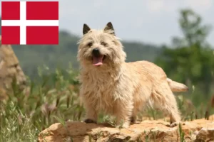 Lees meer over het artikel Cairn Terrier fokkers en pups in Denemarken