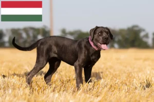 Lees meer over het artikel Cane Corso Italiano fokkers en pups in Hongarije