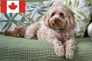 Lees meer over het artikel Cavoodle fokkers en puppies in Canada