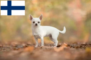 Lees meer over het artikel Chihuahua fokkers en pups in Finland