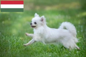 Lees meer over het artikel Chihuahua fokkers en pups in Hongarije