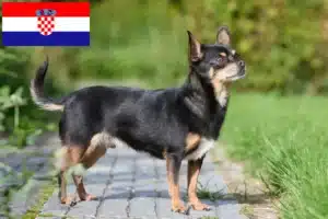 Lees meer over het artikel Chihuahua fokkers en pups in Kroatië