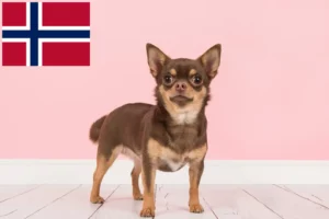 Lees meer over het artikel Chihuahua fokkers en pups in Noorwegen