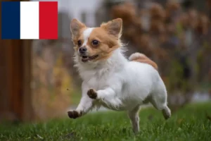 Lees meer over het artikel Chihuahua fokkers en pups in Réunion