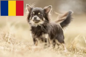 Lees meer over het artikel Chihuahua fokkers en pups in Roemenië