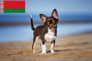 Lees meer over het artikel Chihuahua fokkers en puppies in Wit-Rusland