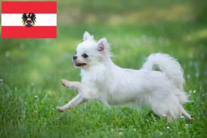 Lees meer over het artikel Chihuahua fokkers en pups in Oostenrijk