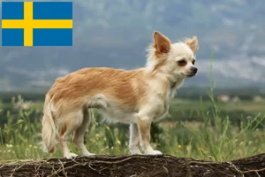 Lees meer over het artikel Chihuahua fokkers en pups in Zweden