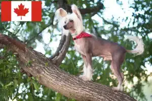 Lees meer over het artikel Chinese Naakthonden fokkers en pups in Canada