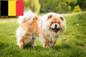 Lees meer over het artikel Chow-Chow fokkers en puppies in België