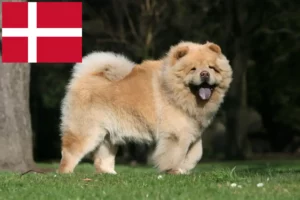 Lees meer over het artikel Chow-Chow fokkers en pups in Denemarken