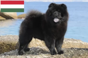 Lees meer over het artikel Chow-Chow fokkers en puppy’s in Hongarije