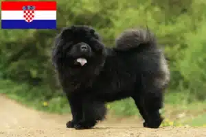 Lees meer over het artikel Chow-Chow fokkers en puppy’s in Kroatië