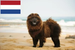 Lees meer over het artikel Chow Chow fokkers en puppy’s in Nederland