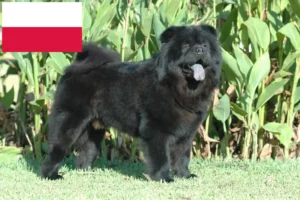 Lees meer over het artikel Chow-Chow fokkers en puppies in Polen