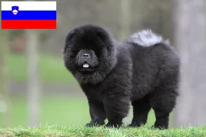 Lees meer over het artikel Chow Chow fokkers en puppy’s in Slovenië