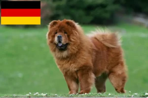 Lees meer over het artikel Chow-Chow fokkers en puppies in Duitsland