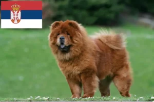 Lees meer over het artikel Chow Chow fokkers en puppy’s in Servië