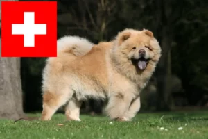 Lees meer over het artikel Chow-Chow fokkers en pups in Zwitserland