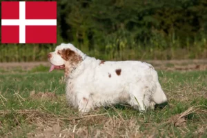 Lees meer over het artikel Clumber Spaniel fokkers en pups in Denemarken