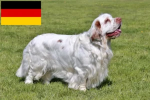 Lees meer over het artikel Clumber Spaniel fokkers en pups in Duitsland