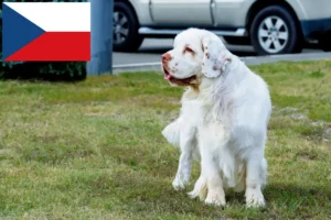 Lees meer over het artikel Clumber Spaniel fokkers en pups in Tsjechië