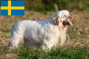 Lees meer over het artikel Clumber Spaniel fokkers en pups in Zweden