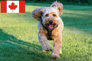 Lees meer over het artikel Cockapoo fokkers en puppy’s in Canada