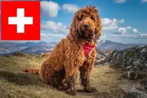 Lees meer over het artikel Cockapoo fokkers en pups in Zwitserland