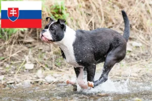 Lees meer over het artikel Continentale Bulldog fokkers en pups in Slowakije