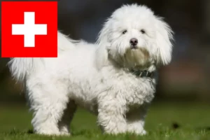Lees meer over het artikel Coton de Tuléar fokkers en pups in Zwitserland
