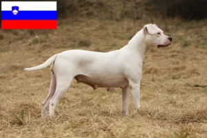 Lees meer over het artikel Dogo Argentino fokkers en pups in Slovenië